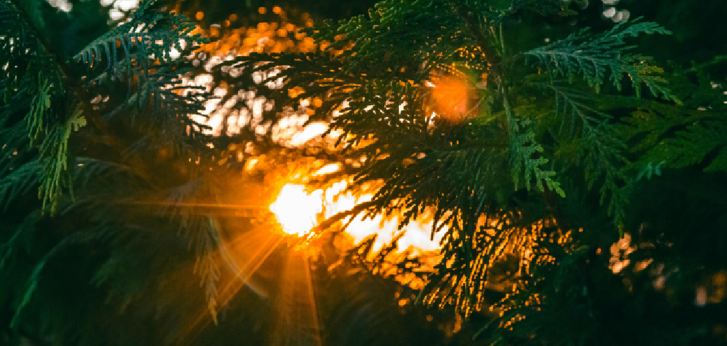 How to Measure Sunlight for Plants