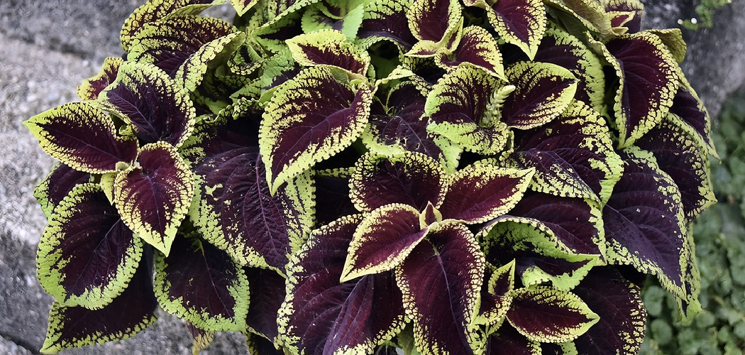 How to Propagate Coleus Plants