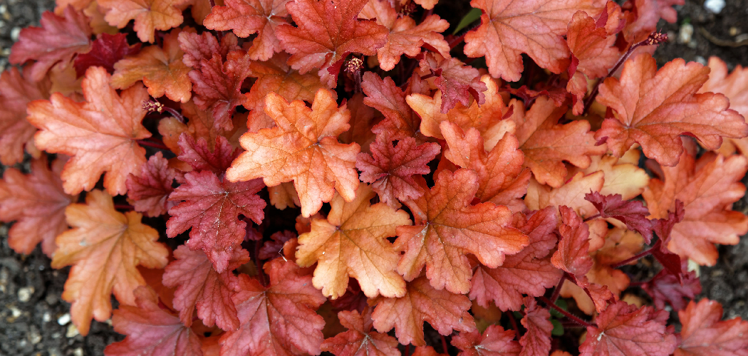 How to Propagate Heuchera Plants