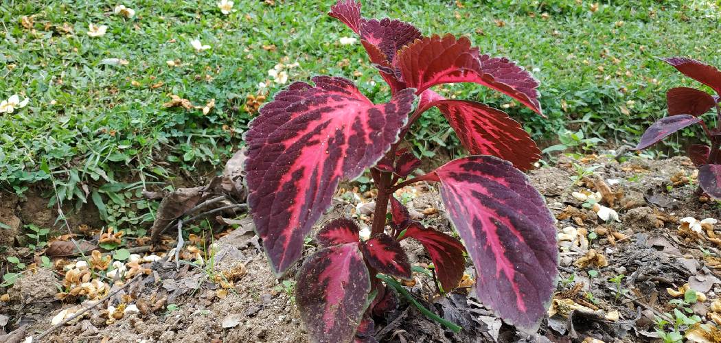 How to Prune Coleus Plants