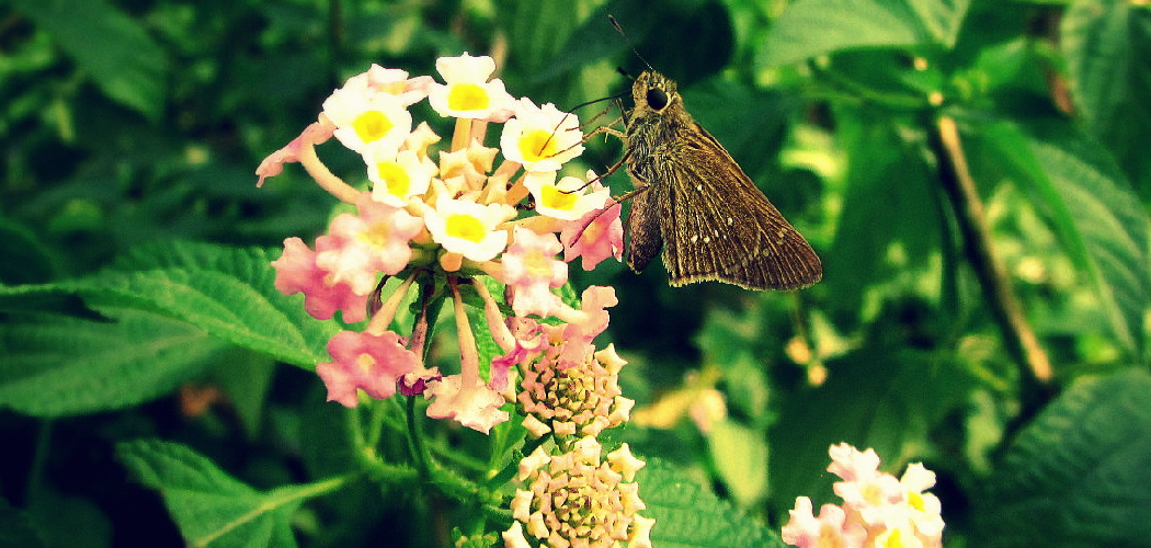 How to Prune Lantana Plants