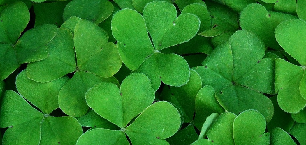 How to Repot a Shamrock Plant