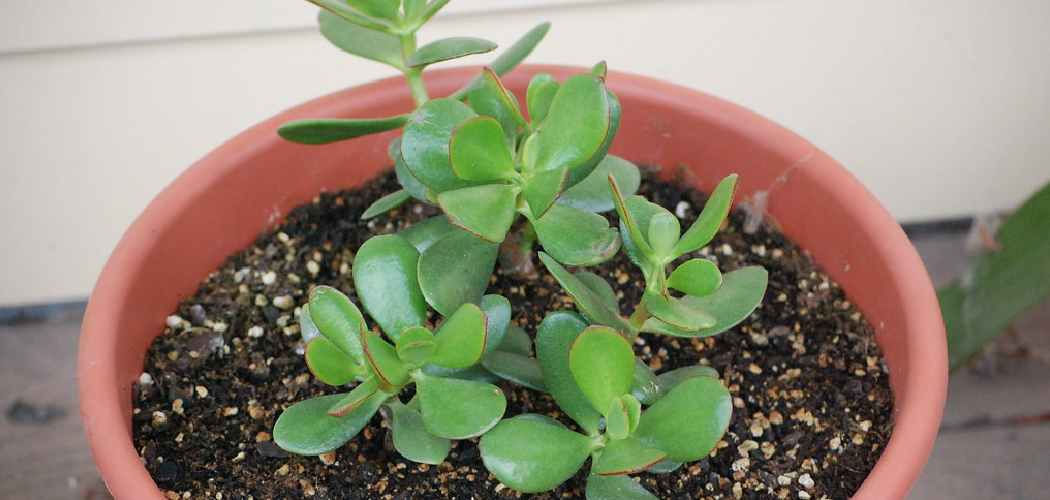 How to Water Jade Plants