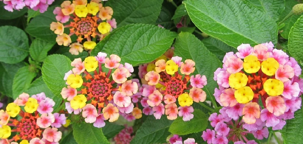 How to Winterize Lantana Plants